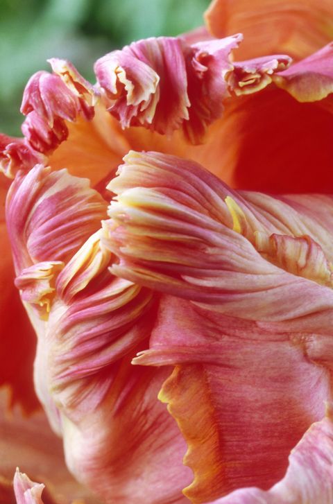tulipa apricot parrot orange flower