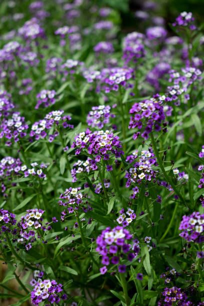 deer resistant plants like purple and and white alyssum flowers