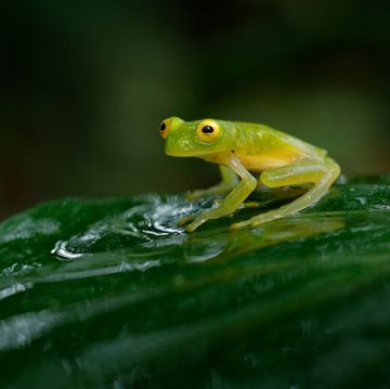fleschmannÂ´s glass frog, hyalinobatrachium fleischmanni in nature habitat, animal with big yellow eyes, in forest river frog from costa rica, wide angle lens