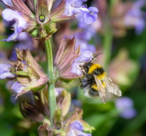 macro of a bumblebee pollinating a sage flower nikon d850 converted from raw