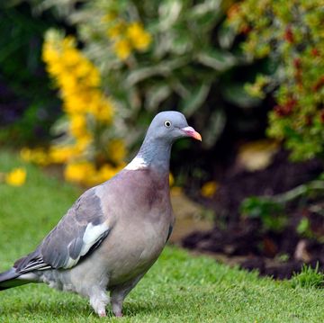 a pigeon standing on grass