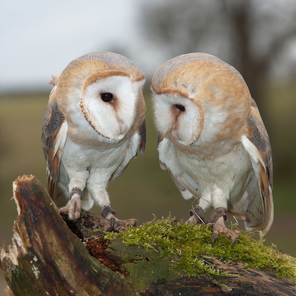two barn owls sitting on log