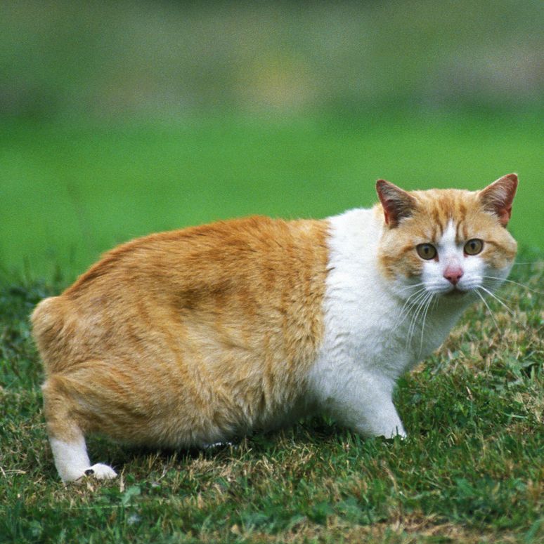 orange cat breeds manx domestic cat