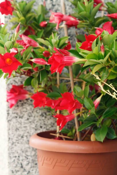 red flowers in flower pot