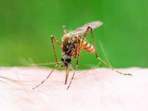 encephalitis, yellow fever, malaria disease, mayaro or zika virus infected culex mosquito parasite insect macro on green background