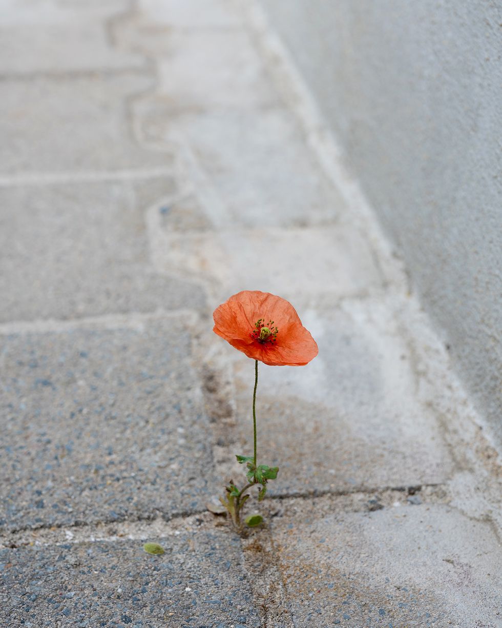 one red poppy plant growing between gray concrete slabs