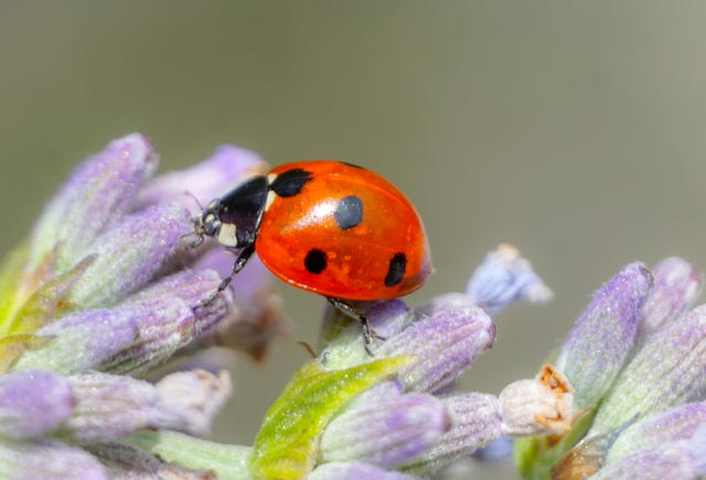 how to deal with a ladybird swarm