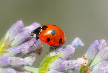 how to deal with a ladybird swarm
