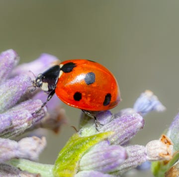 how to deal with a ladybird swarm how to deal with a ladybird swarm