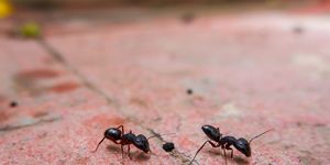 a closeup view of black ants busy on work