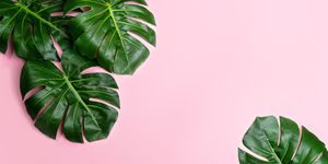 tropical leaves monstera on pink background flat lay, top view