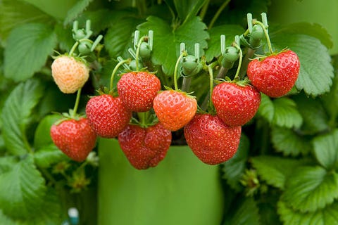 strawberry, strawberries, berry, plant, fruit, west indian raspberry , frutti di bosco, food, natural foods, accessory fruit,