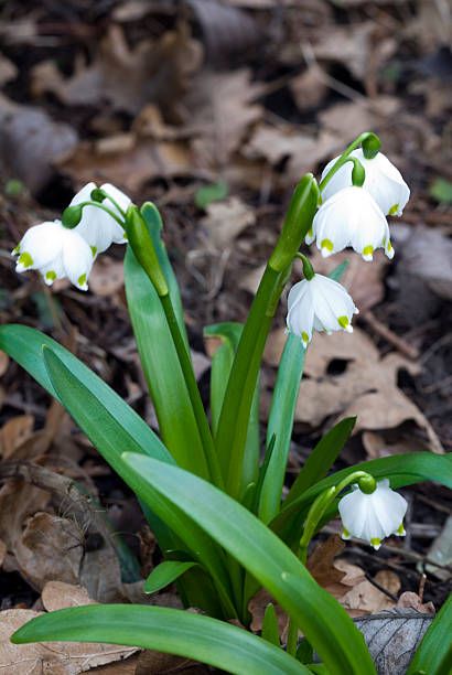 leucojum flowers to plant in fall