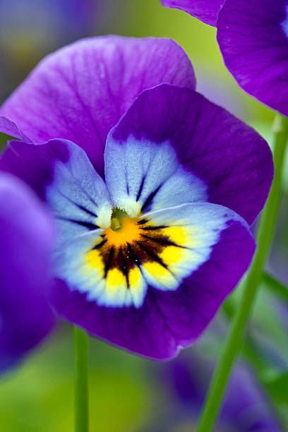 purple viola closeup