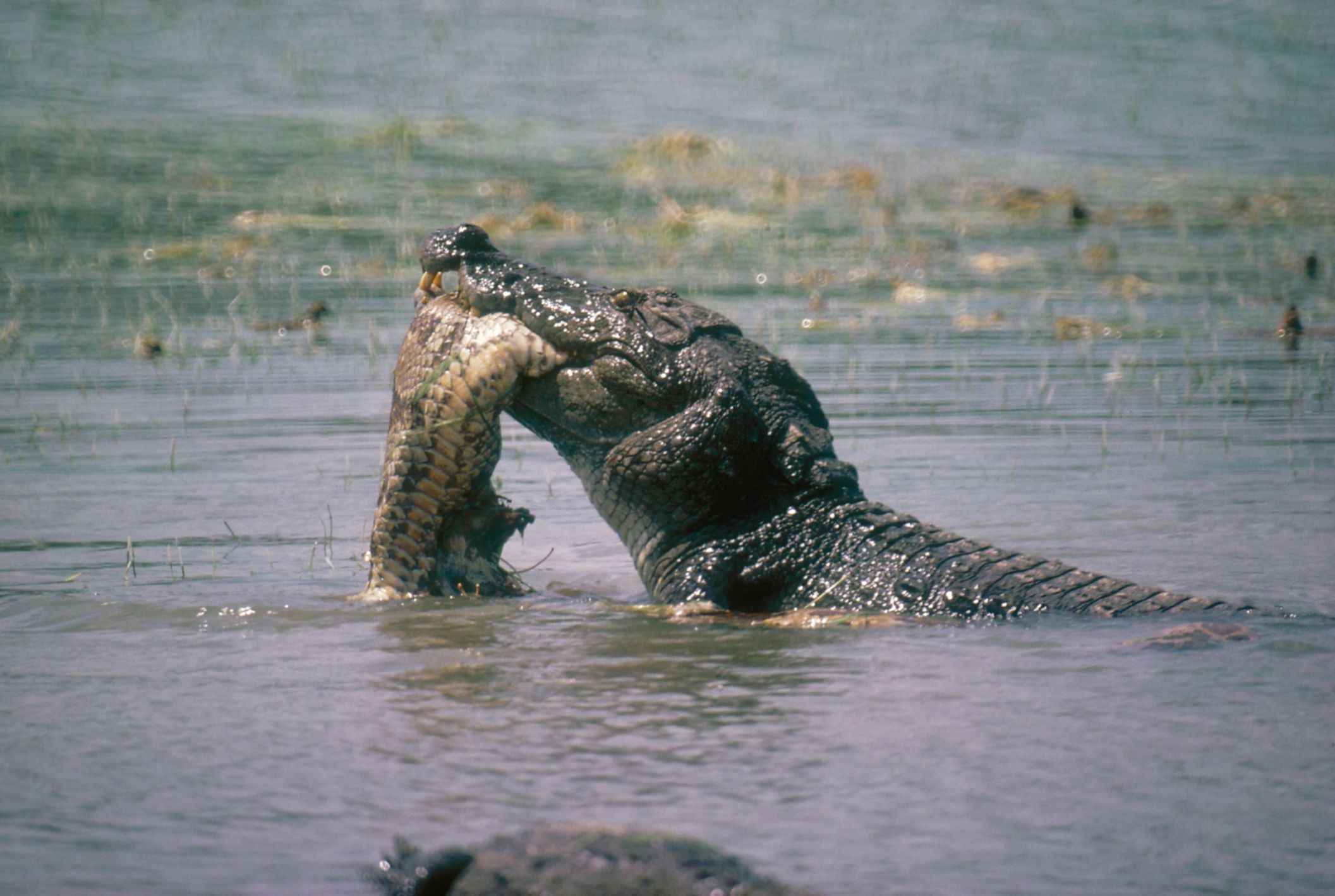 Shaman Eaten By Crocodile