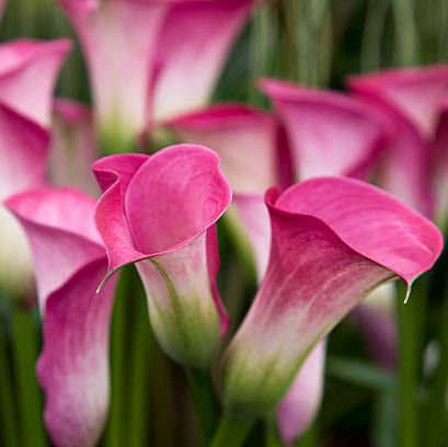summer flowers calla lily
