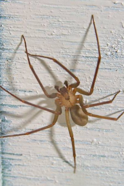 closeup of a large brown recluse spider,