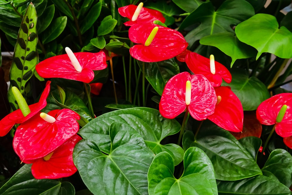 anturio rojo