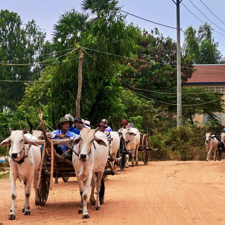 cambodia siem reap province traditional kampong tralach agricultural village rural village ox carts and cows photo by mahaux charlesagfuniversal images group via getty images