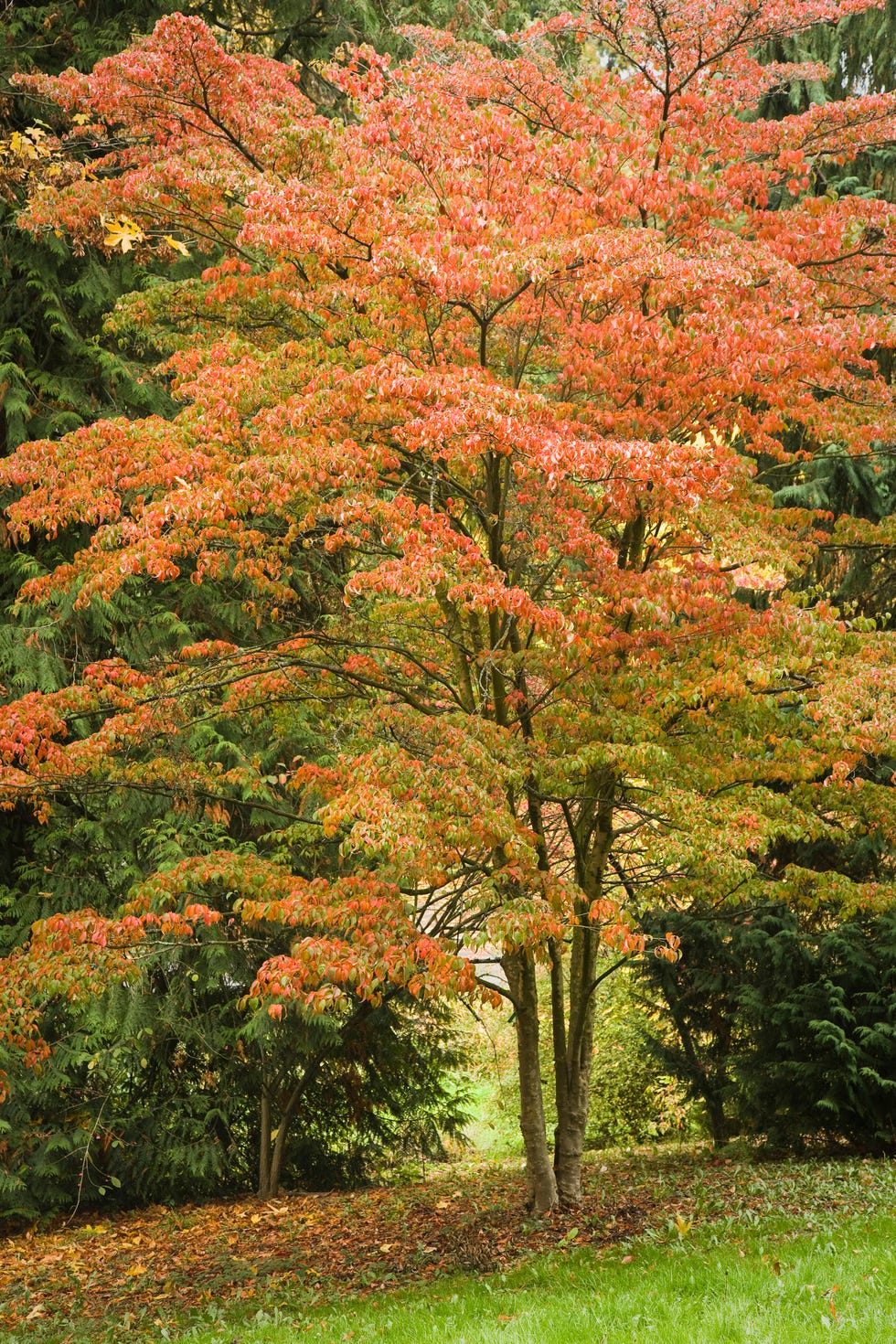 How to Choose the Right Tree to Plant in a Small Yard — Small Yard ...