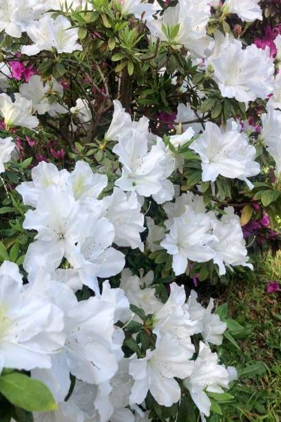 white azaleas in full bloom on a beautiful sydney spring day