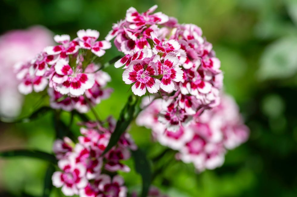 Dianthus barbatus beautiful ornamental flowering plant, group of blooming bright pink-purple white flowers, green leaves