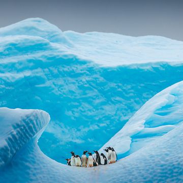 een groep pinguïns staat op een ijsberg in antarctica
