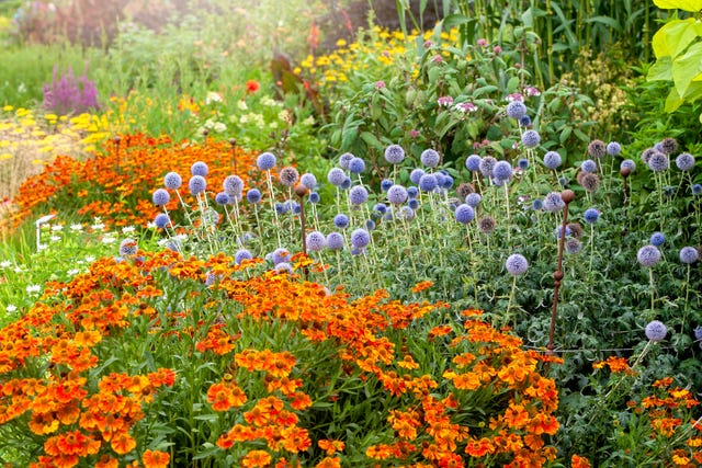 best perennial flowers