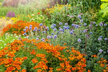 best perennial flowers
