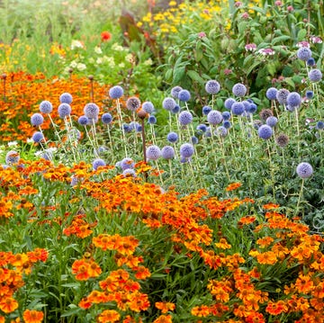 best perennial flowers best perennial flowers