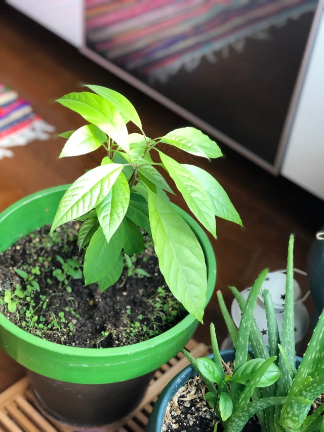 planta aguacate