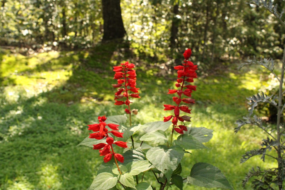 cardinal flower is loaded with intense red flowers along tall stems reaching 4 inches tall