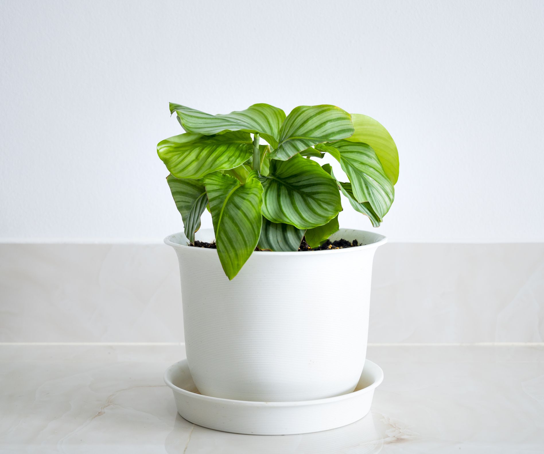 Macetas de terracota o de cerámica: ¿Qué es mejor para sus plantas de  interior?