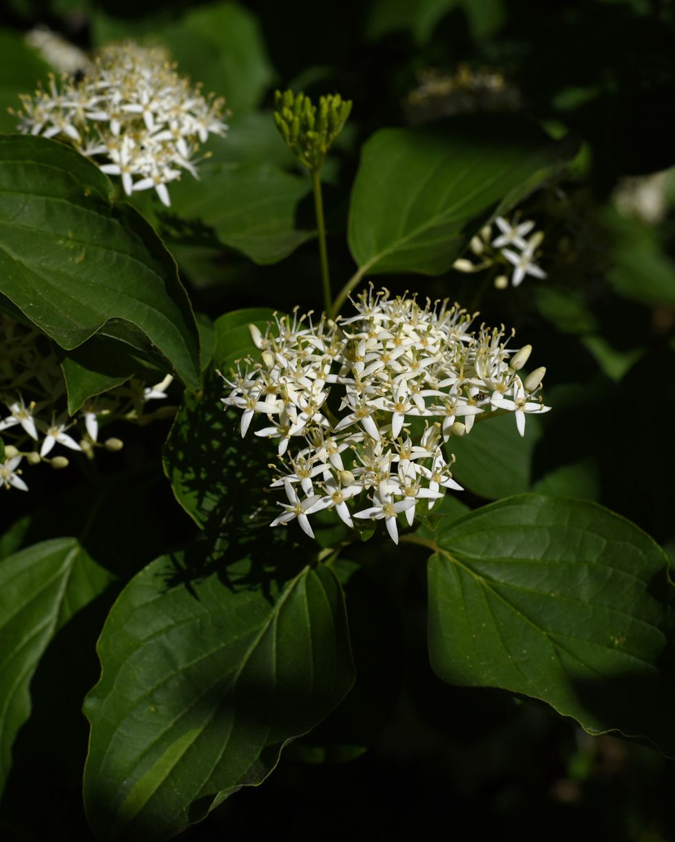 cornus sanguinea red dogwood plant in flower and full leaf cornus drummondii, with tiny white flowers flowering shrub of cornus controversa in spring garden branch with tiny white blossoms