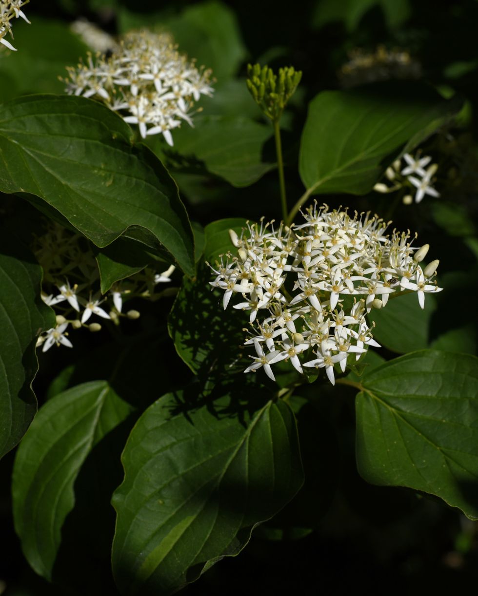 cornus sanguinea red dogwood plant in flower and full leaf cornus drummondii, with tiny white flowers flowering shrub of cornus controversa in spring garden branch with tiny white blossoms