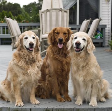 tres perros