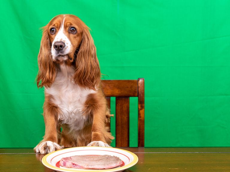 the cute dog is given a rare steak as dinner the image is shot with a green background in case further edits are required
