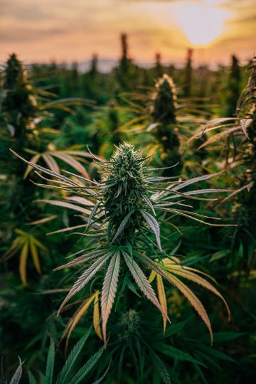 Cannabisplanten in een kwekerij voor de productie van CBDolie in de Amerikaanse staat Colorado