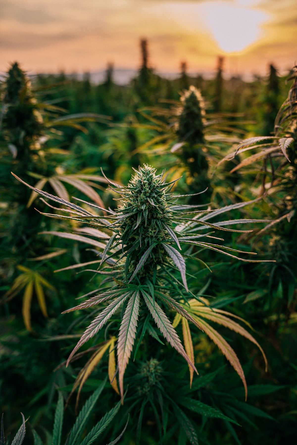 Cannabisplanten in een kwekerij voor de productie van CBDolie in de Amerikaanse staat Colorado