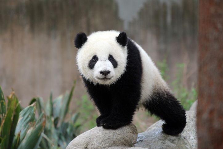 a cute panda cub looking at camera