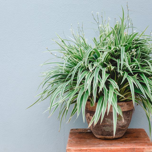 Complete guide to spider plant care