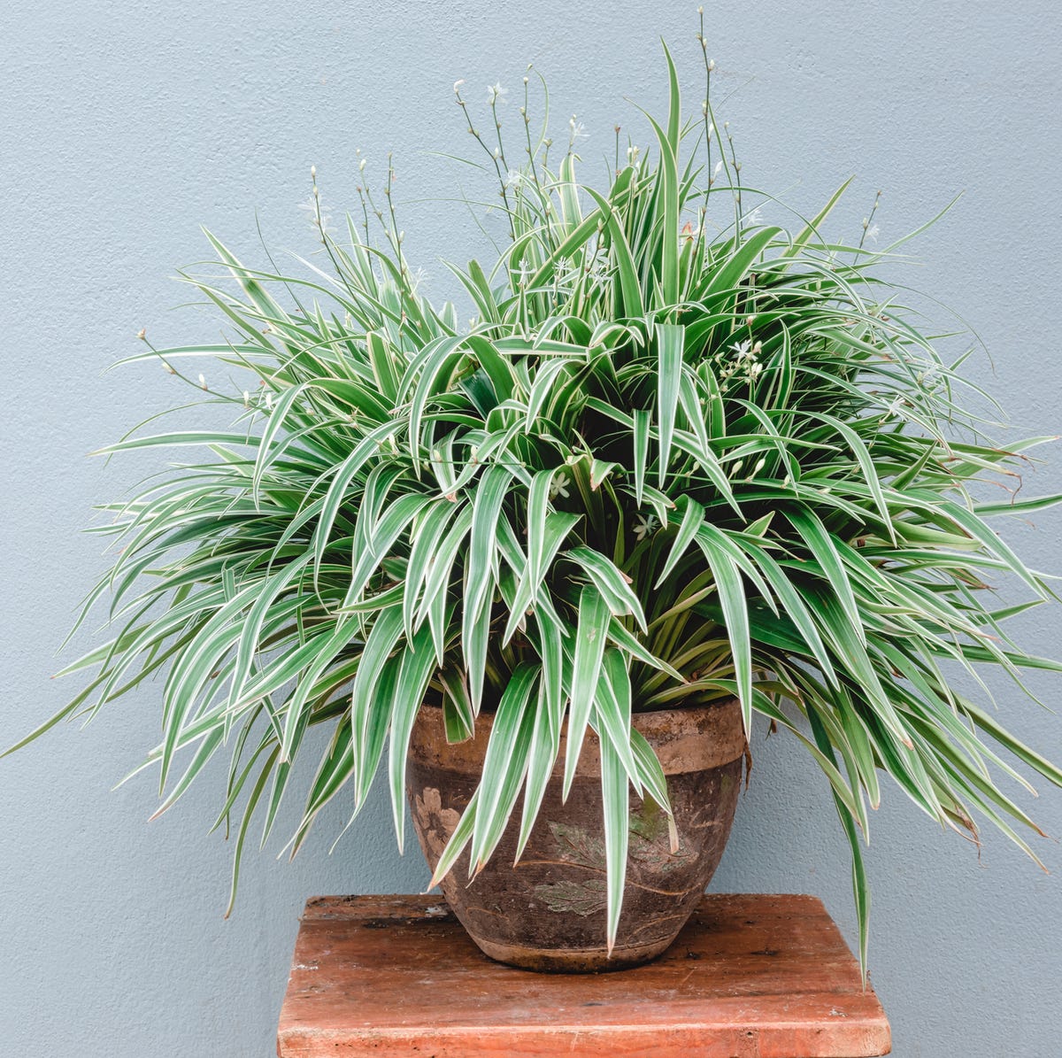 Spider Plant Care Guide 2023: Watering, Soil, Light, Propagation