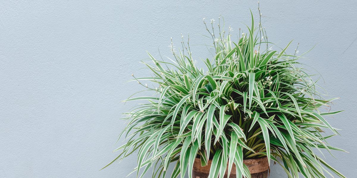 Spider Plants for Sale - Buying & Growing Guide 