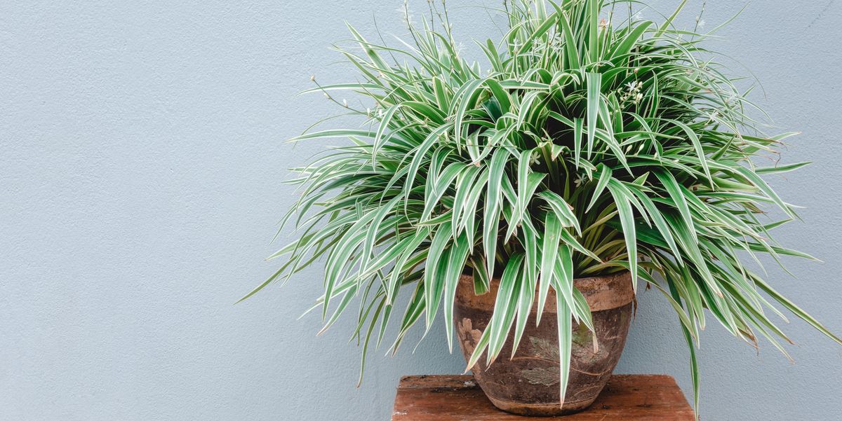 How to Grow Spider Plants That Sprout Lots of Babies