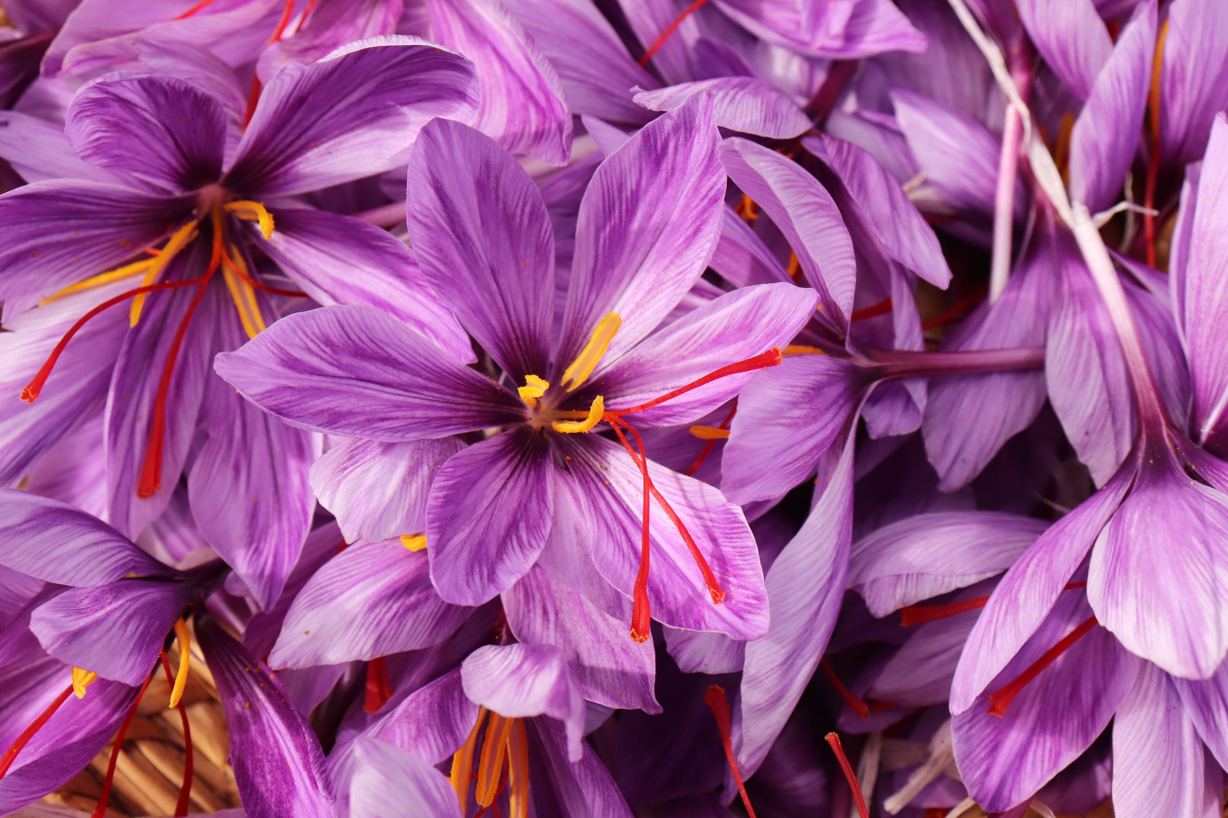 The Prettiest Flowers in the World — Most Beautiful Flowers