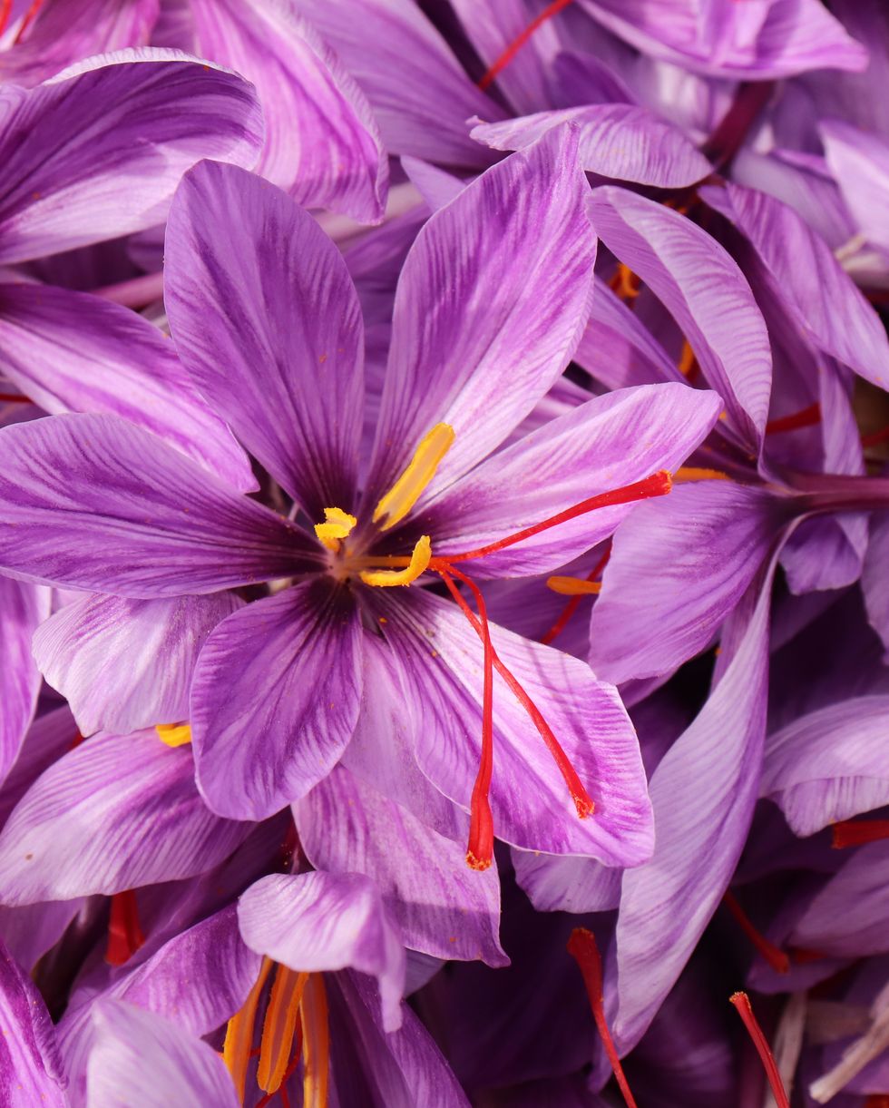crocus sativus, commonly known as saffron crocus, or autumn crocus the crimson stigmas called threads, are collected to be as a spice it is among the worlds most costly spices by weight nature concept