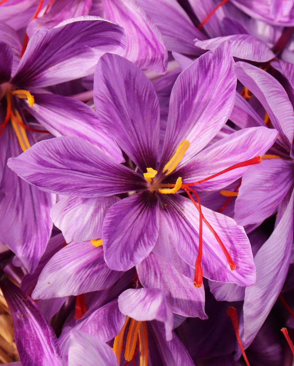 crocus sativus, commonly known as saffron crocus, or autumn crocus the crimson stigmas called threads, are collected to be as a spice it is among the worlds most costly spices by weight nature concept