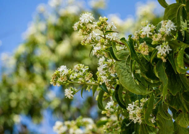 close up of flowering heptacodium miconioides or seven son flower trees in rest zone near the bougainvillea fountain public landscape city park krasnodar or galitsky park for relaxation and walking