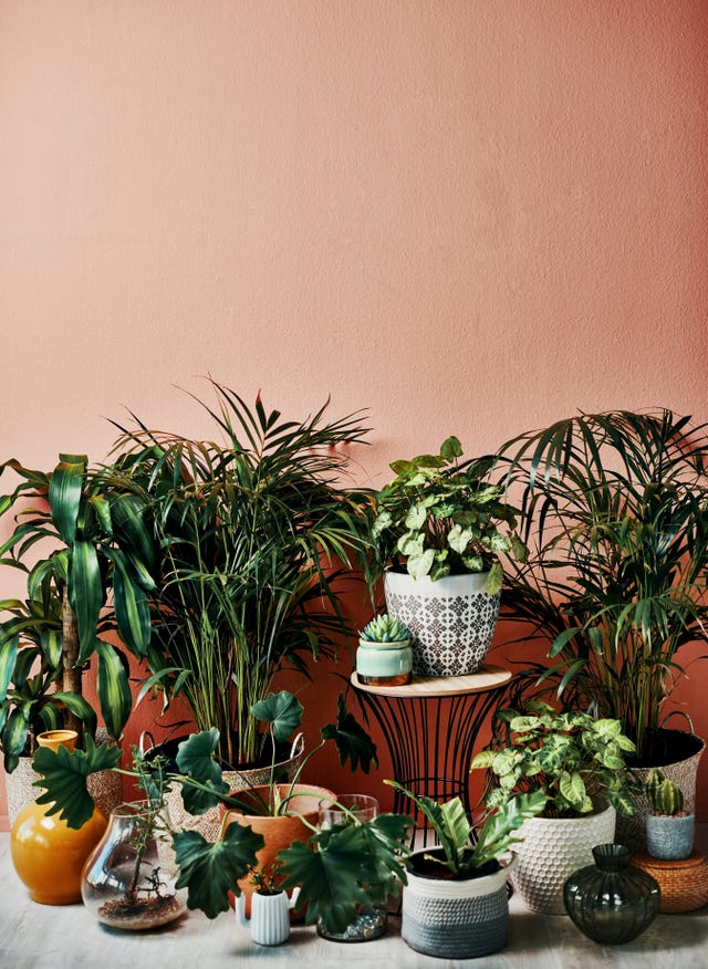 shot of plants growing in vases at home