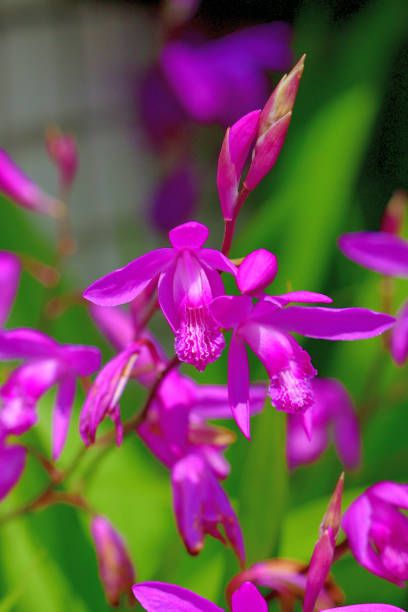 bletilla striata, commonly called chinese ground orchid or hyacinth orchid, is a terrestrial orchid which produces small, cattleya like, pinkish purple flowers in 3 7 flowered racemes atop naked scapes blooms mid to late spring each pseudobulb produces 3 5 sword shaped, pale green leaves